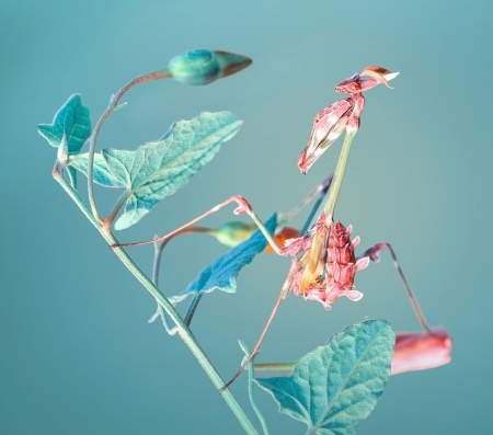 Praying Mantis - mustafa ozturk, blue, pink, insect, praying mantis