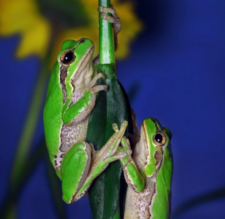 Tracking - blue, green, amphibian, couple, broasca, frog, mustafa ozturk