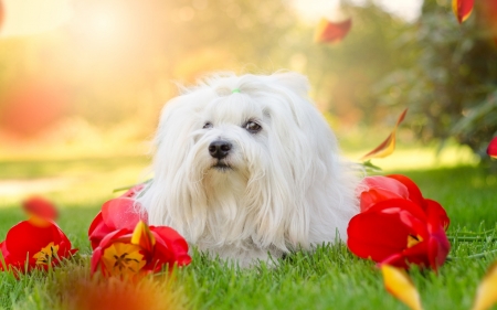 Cute little dog â™¥ï¸ - tulips, flowers, dog, spring