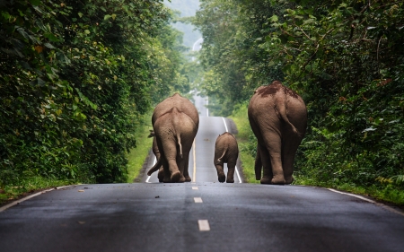 :) - elephant, baby, green, animal, funny, road, cute