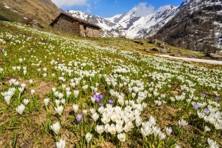 Spring in Lombardia - beautiful, pring, slope, freshness, mountain, flowers, view, Italy, hut, Lombardia