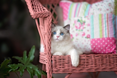 Little kitten - cat, pillows, chair, kitten