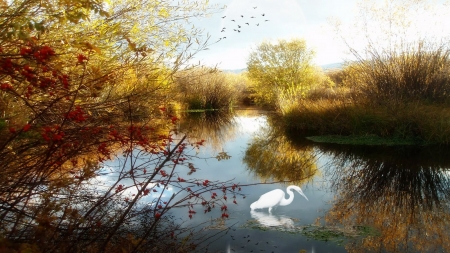 The Inlet - trees, white, inlet, stork, lake