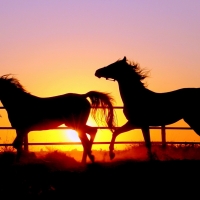 Horses at Sunset