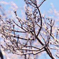 Winter Branches