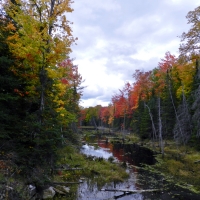 Forest And A Swamp