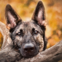 german shepherd