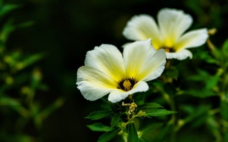 Beautiful Flowers - flowers, close up, petals, plant