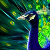 Peacock