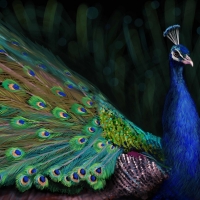 Peacock