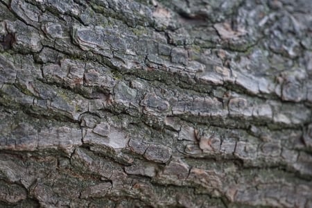 Tree - bark, summer, tree, grey