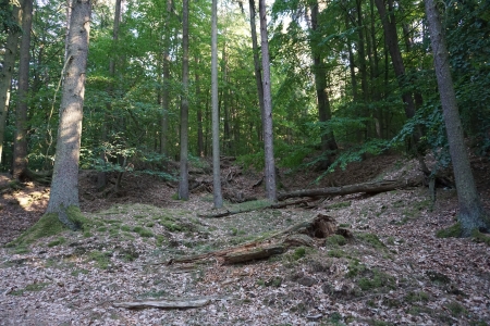 Forest in Summer - trees, forest, sun, green, tree, rock, summer