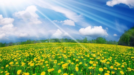 field of flowers - sky, 4k, clouds, sun