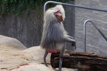 Monkey - primate, summer, monkey, zoo