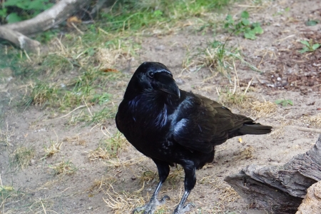 Crow - animal, nature, crow, bird