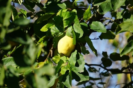 Tree - nature, yelow, tree, trees