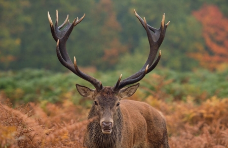 King of the woods - cerb, animal, max ellis, deer, brown, horns