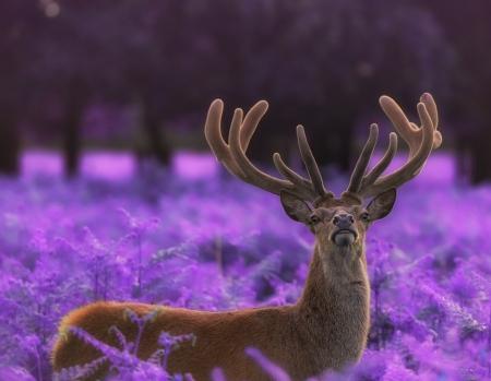 Deer - cerb, max ellis, purple, pink, animal, deer, horns