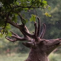 Rainy day