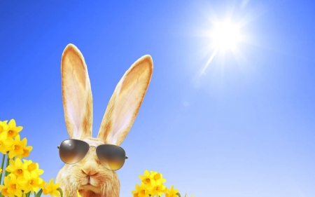 :) - ears, sky, rabbot, sun, funny, sunglasses, bunny, flower