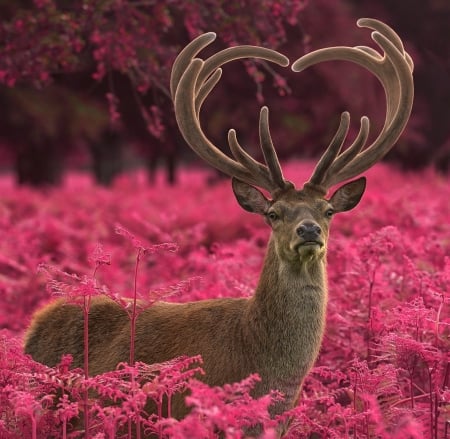 Deer - max ellis, cerb, pink, animal, deer, horns