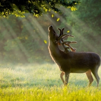 Summer Dawn Rays