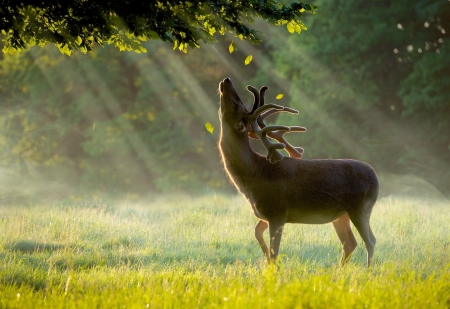 Summer Dawn Rays - max ellis, cerb, green, leaf, deer, horns