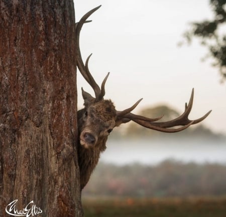 Peek a Boo! - cerb, animal, max ellis, funny, deer, brown, tree, horns