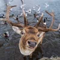 Deer