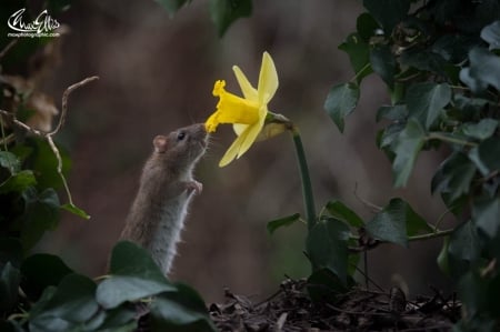 Happy spring - rodent, yellow, max ellis, spring, mouse, flower, daffodil