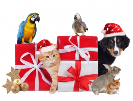 Merry Christmas! - red, bird, caine, parrot, cat, craciun, pisici, christmas, hat, pet, gift, santa, pasari, bunny, dog