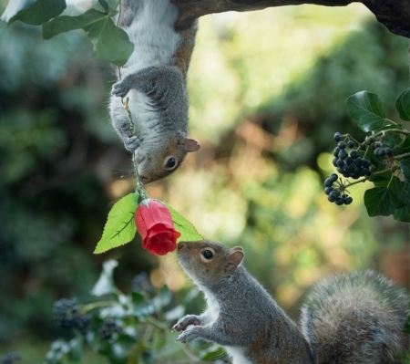 Happy Valentine's Day! - max ellis, flower, veverita, funny, red, valentine, rose, cute, couple, squirrel