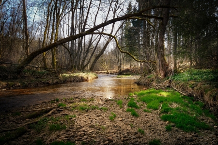 tree-river - nature, tree, photo, river