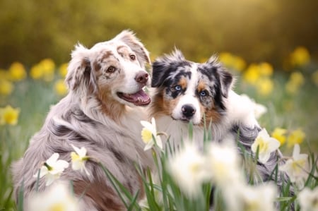 Couple - Aussies, Daffodils, Flowers, Spring