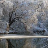 winter trees