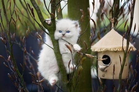 Kitten - white, kitten, cute, pisici, monica quilt, sweet, tree, cat