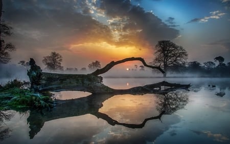 reflection tree in water