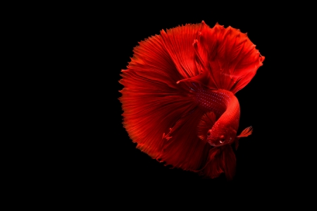 Red Betta Fish - black, water, betta, red, fish