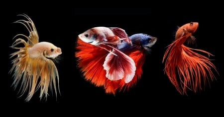 Betta Fish - Betta, Water, Red, Blue, Fish