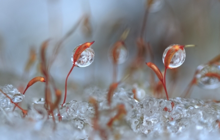 ♥ - drop, winter, water, flower, plant, ice, frozen, macro, iarna