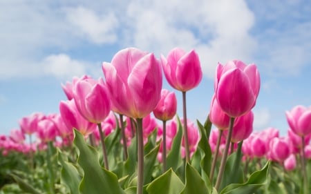 Tulips - flower, pink, tulip, lalele, green