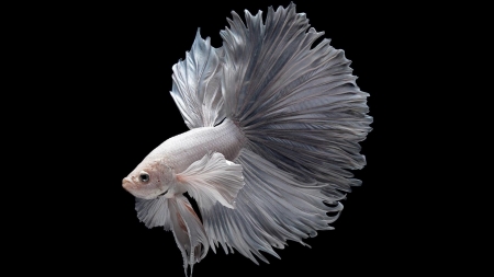 Betta Fish - Betta, Water, Aquarium, White, Fish