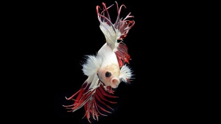 Betta Fish - animals, aquarium, water, fish, betta