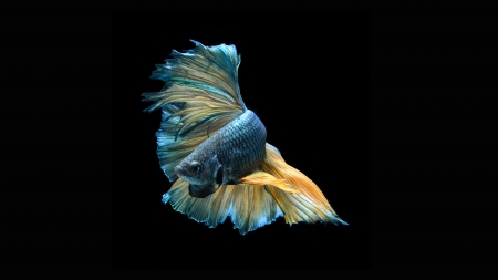 Betta Fish - Betta, Water, Yellow, Aquarium, Blue, Fish