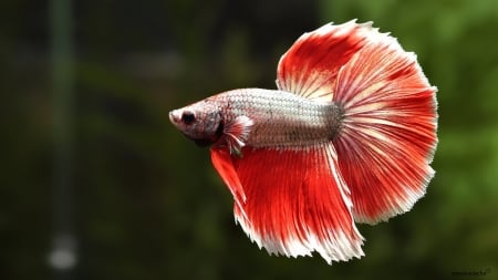 Betta Fish - aquarium, red, water, fish, betta