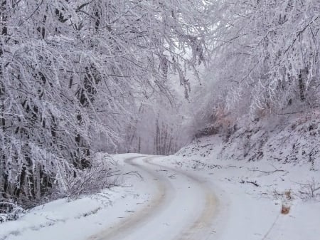 winter in village road - Trees, Snow, Beautiful, Road