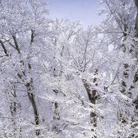 Trees covered in frost