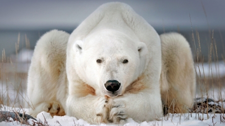 Polar Bear - urs polar, white, paw, iarna, polar bear, animal, winter, funny