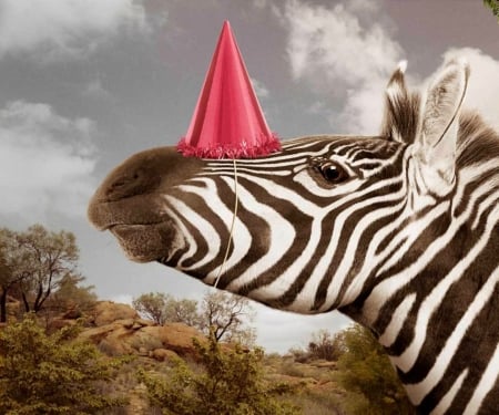 :) - hat, pink, birthday, party, black, zebra, fantasy, white, animal, funny