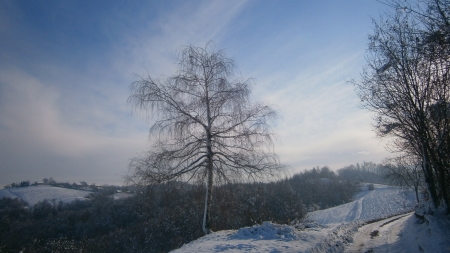 Winter tree - winter, awsome, beautiful, snow, landscape, photo, tree, white, nice